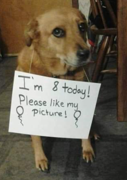 Tweets of Dogs tweet media