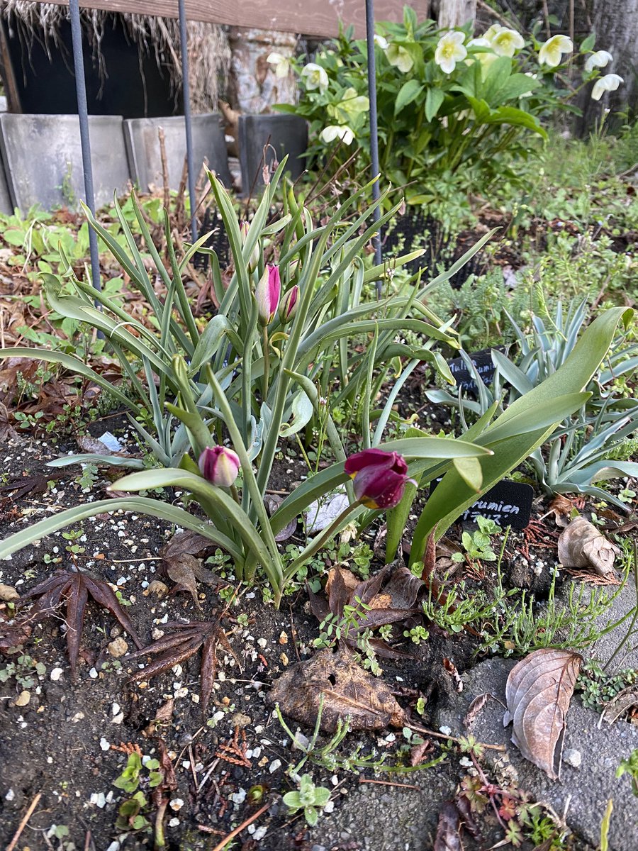 耐寒性ゾーン8：すみにゃん10＠半クラフトガーデナー×半社畜 tweet media