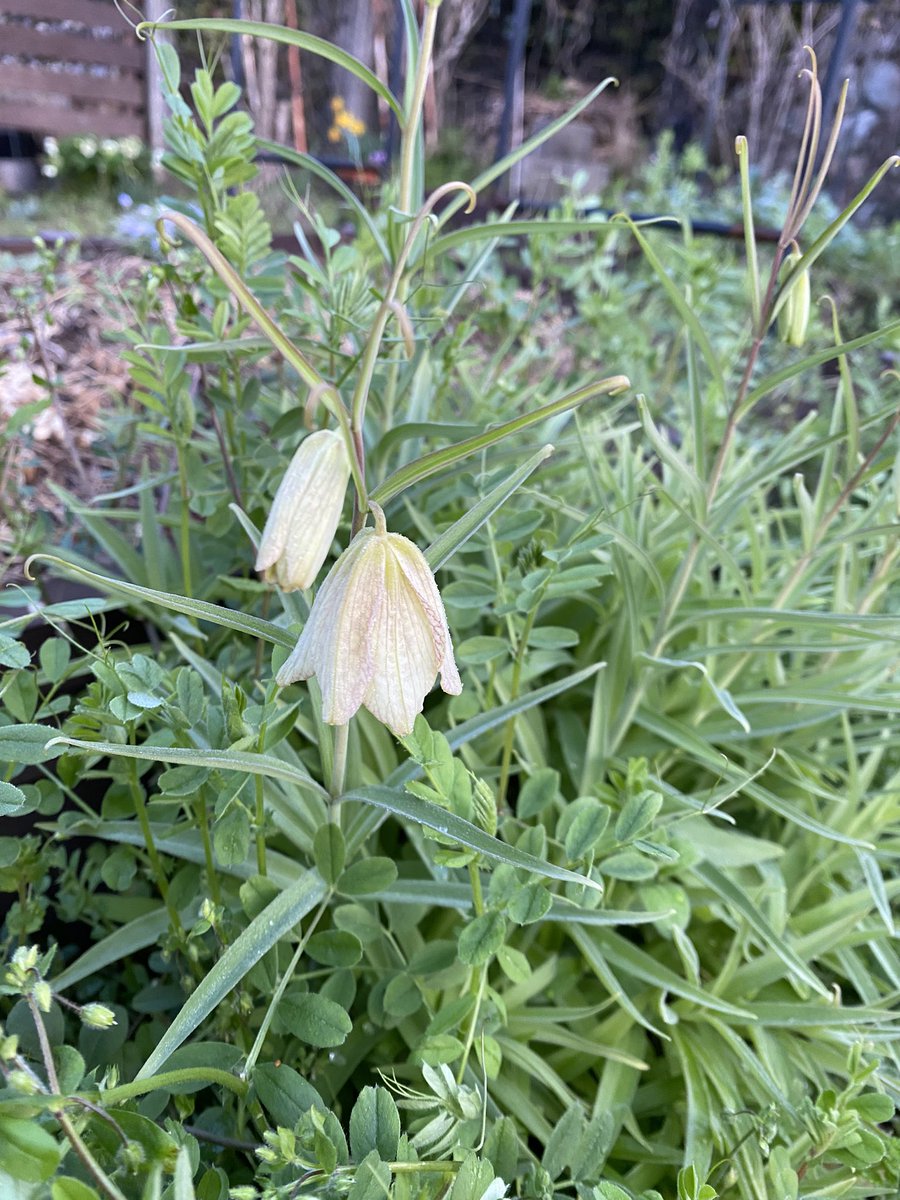 耐寒性ゾーン8：すみにゃん10＠半クラフトガーデナー×半社畜 tweet media