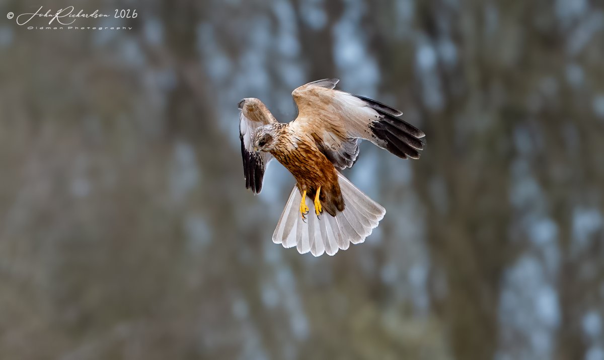 Old Man of Minsmere tweet media