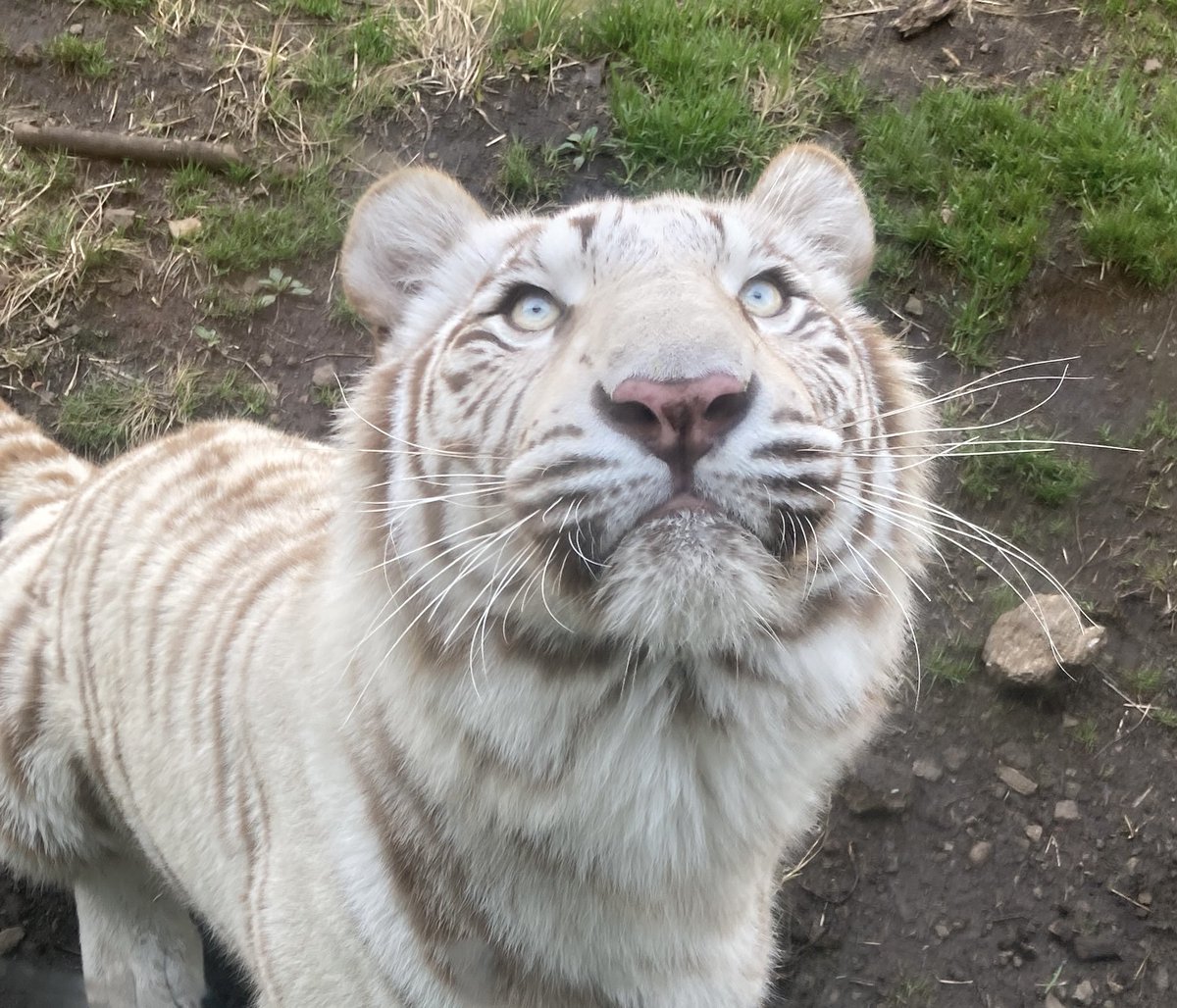 ちっぷ tweet media