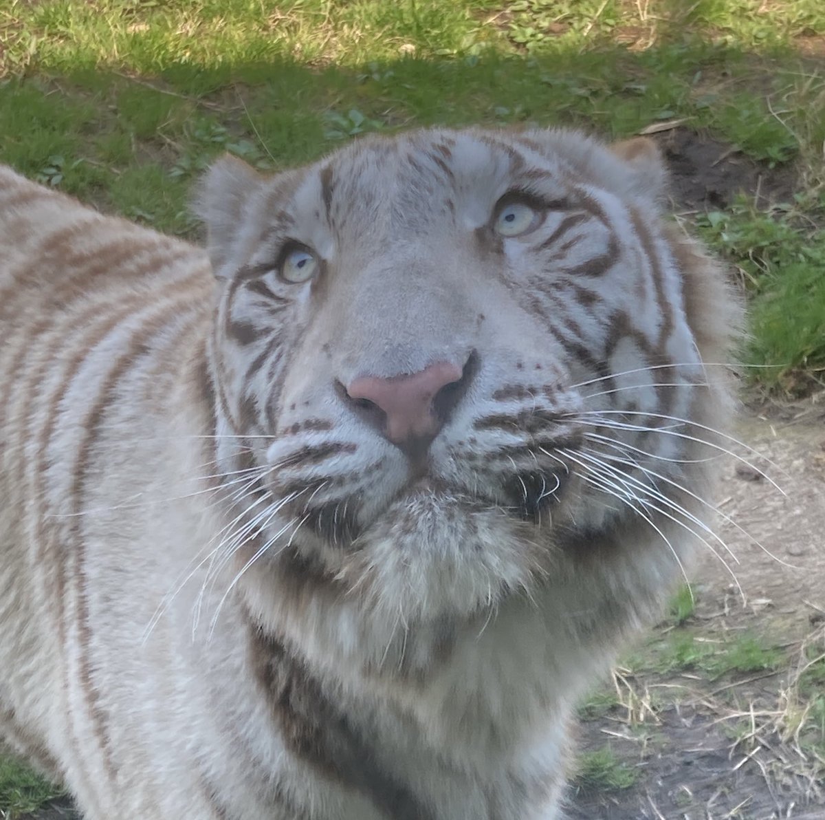 ちっぷ tweet media