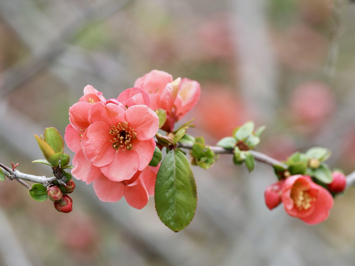 ぱんにゃ@写真垢 tweet media