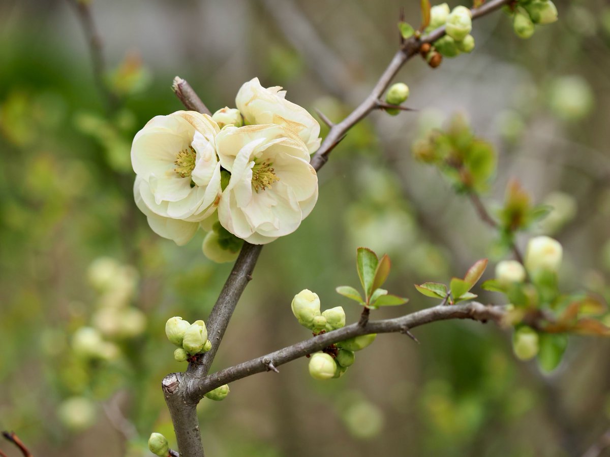 ぱんにゃ@写真垢 tweet media