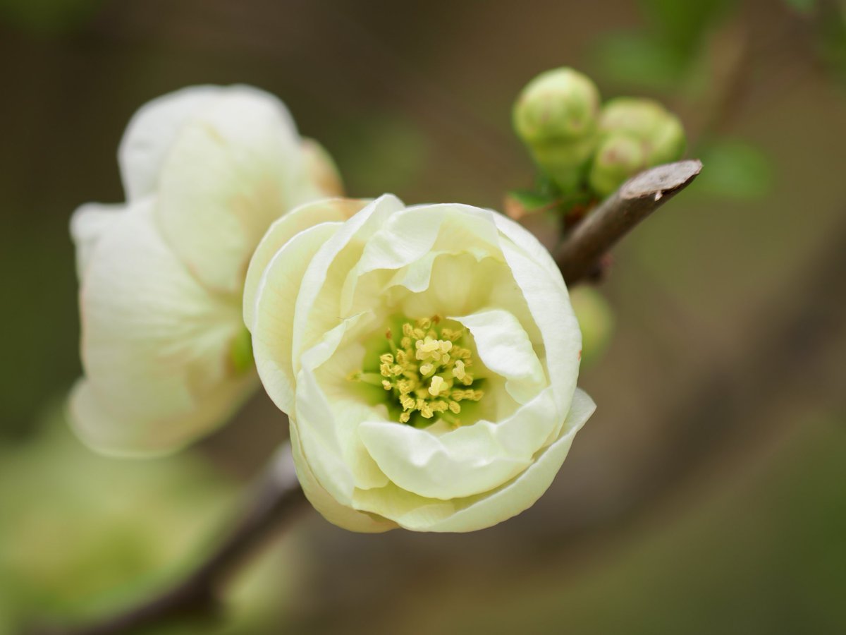 ぱんにゃ@写真垢 tweet media