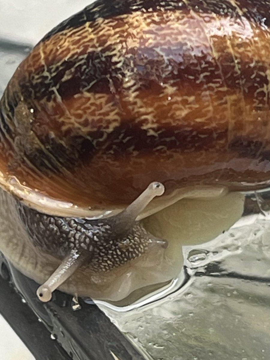 Mipsty.lovelybonesandall➳ tweet media