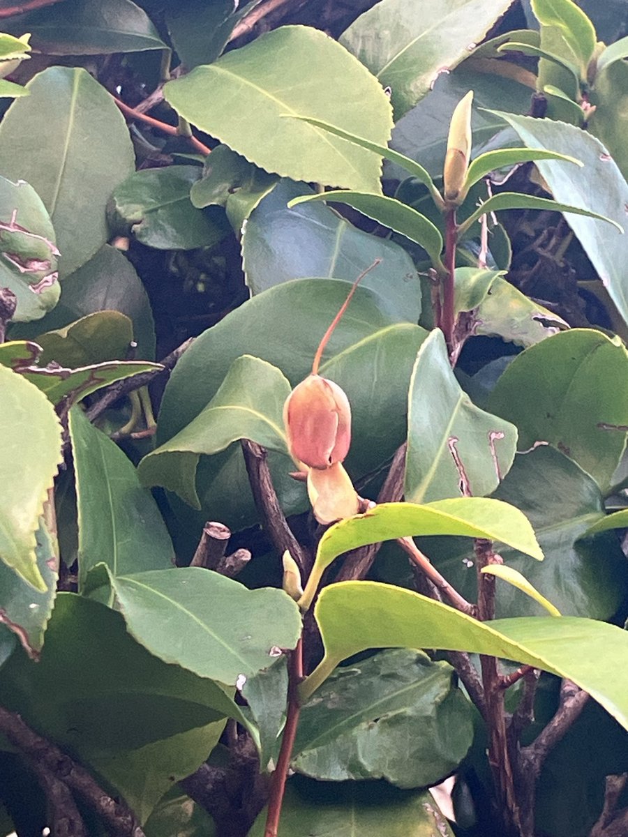 たどりす（ゆき） tweet media