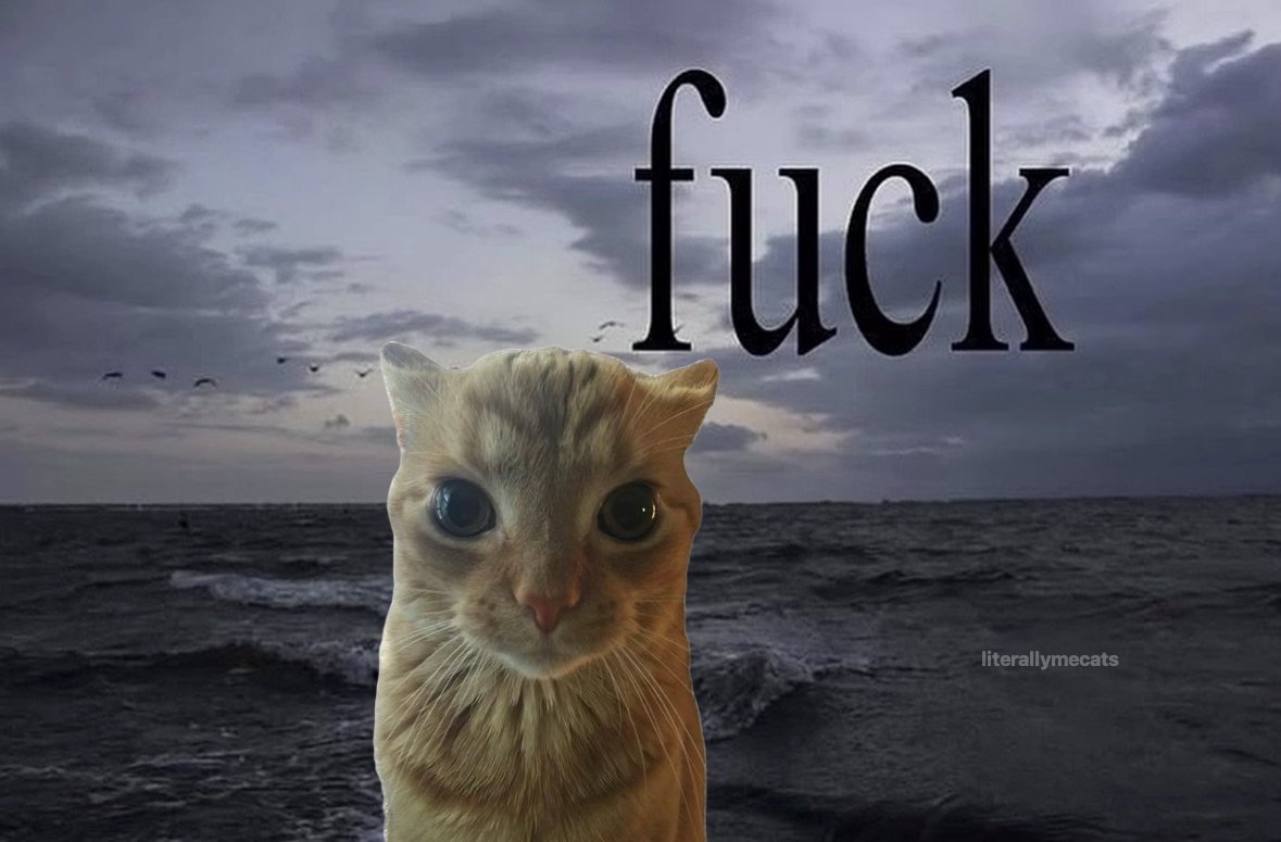 LiterallyMeCats tweet media