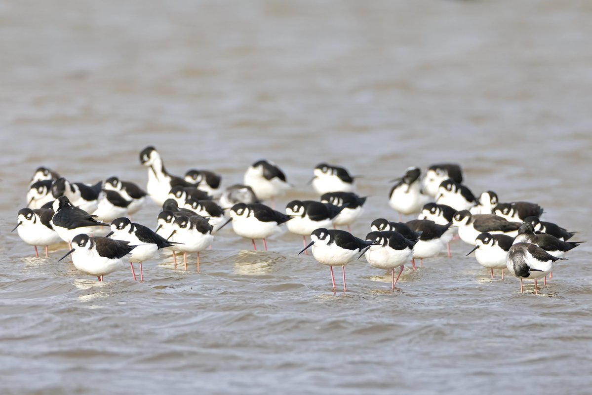 CA Rice Commission tweet media
