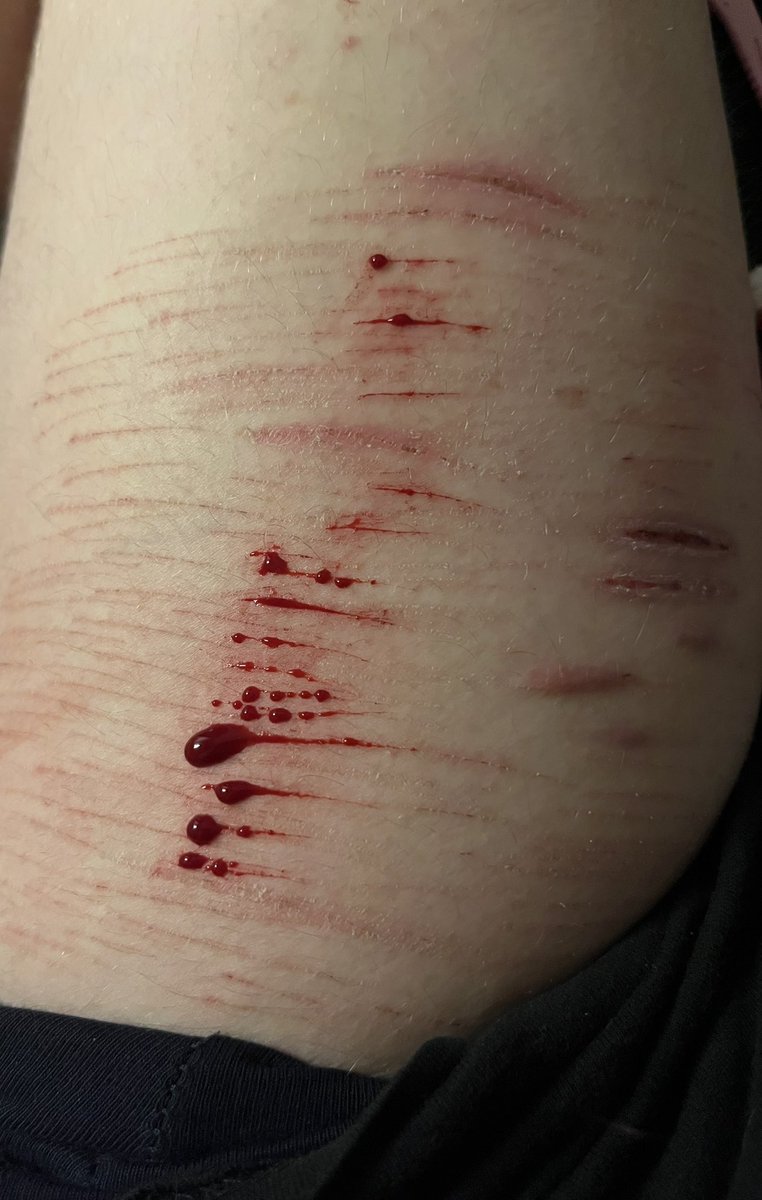 cedar of shtwt tweet media