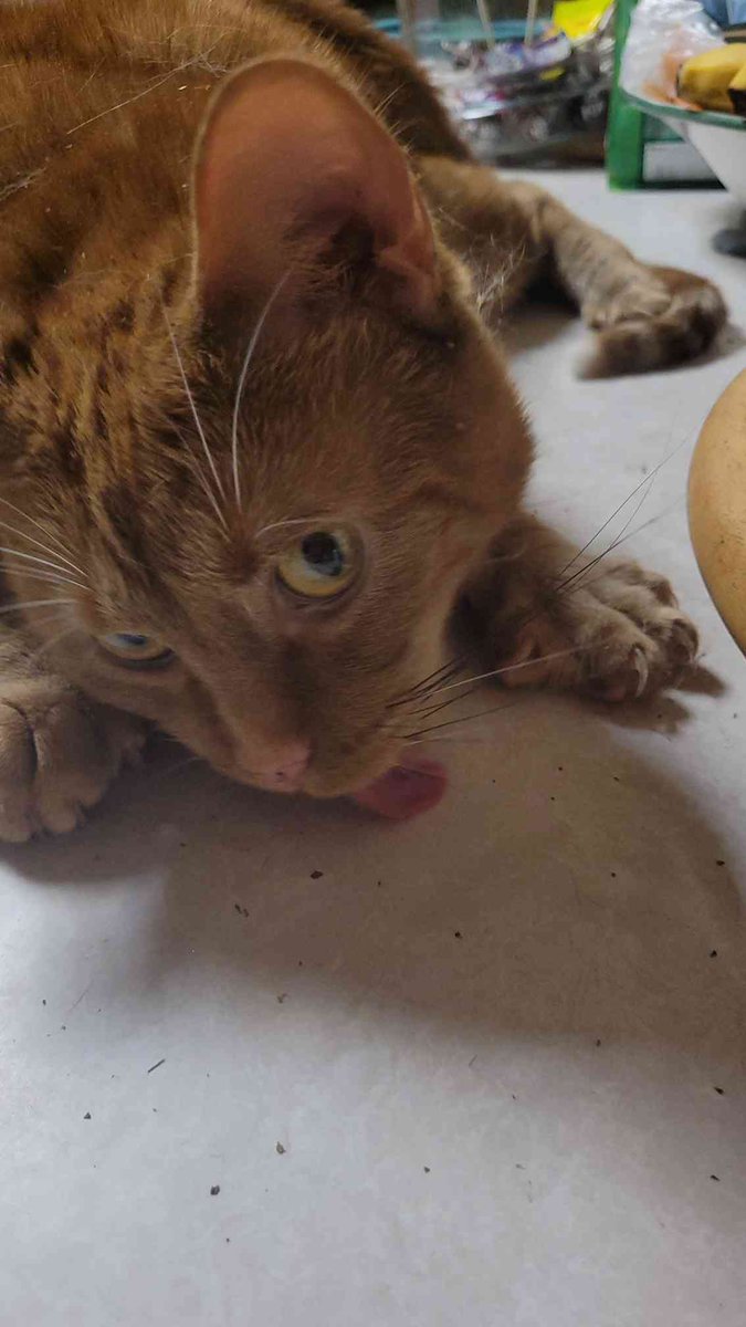 ♫ 𝕜𝕛 ♫ shedtwt tweet media