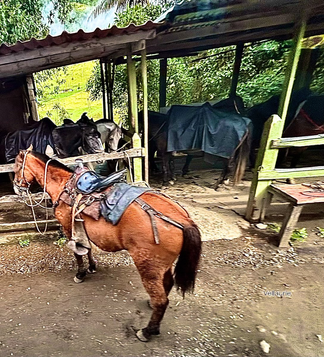 Vijay Ellaurie tweet media