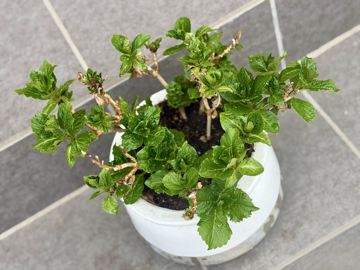 我妻武彦@製造業 経営者 tweet media