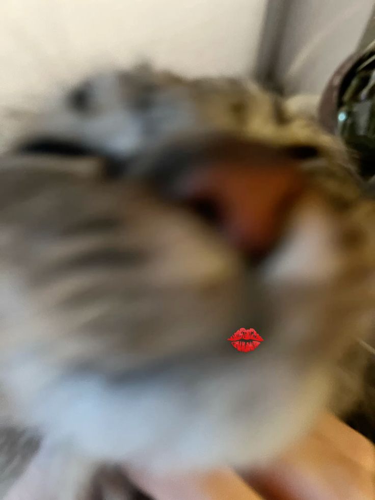 elizabeth tweet media