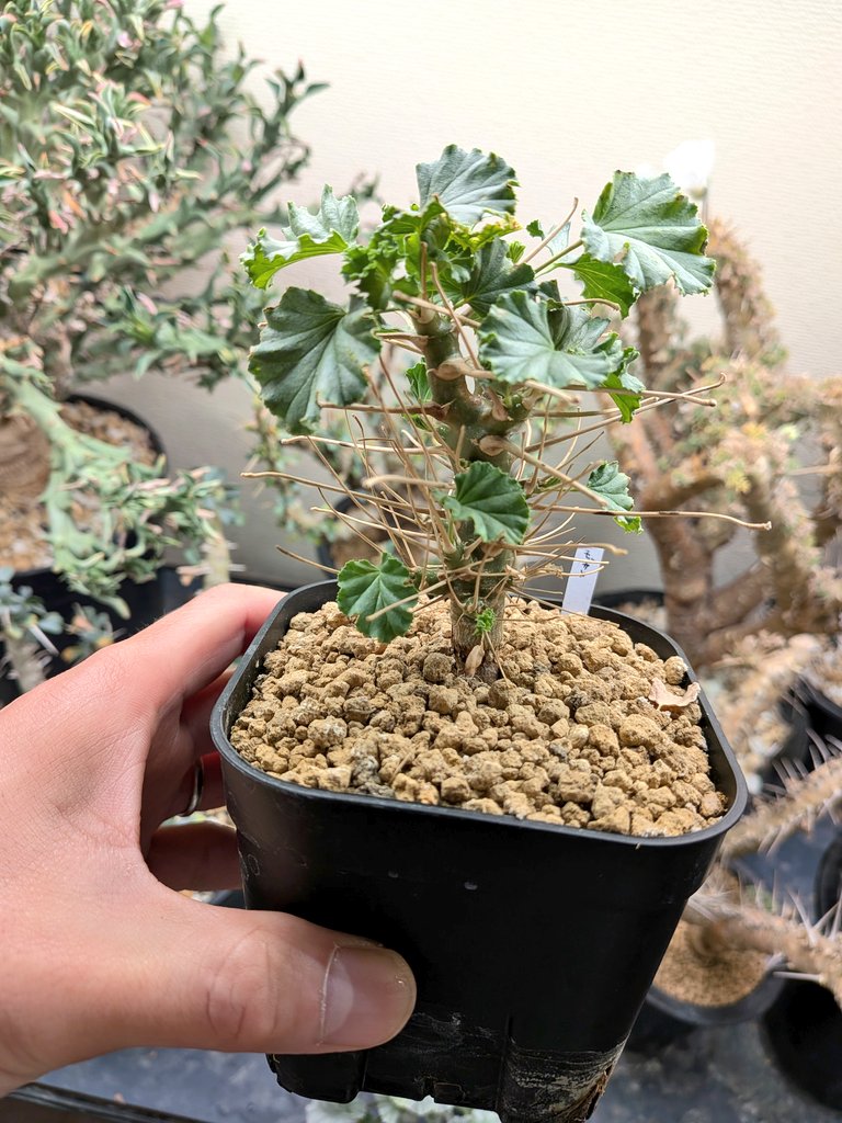 Le Norte tweet media