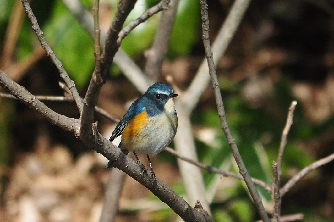 日高トモキチ@絵やら文やら写真やら tweet media