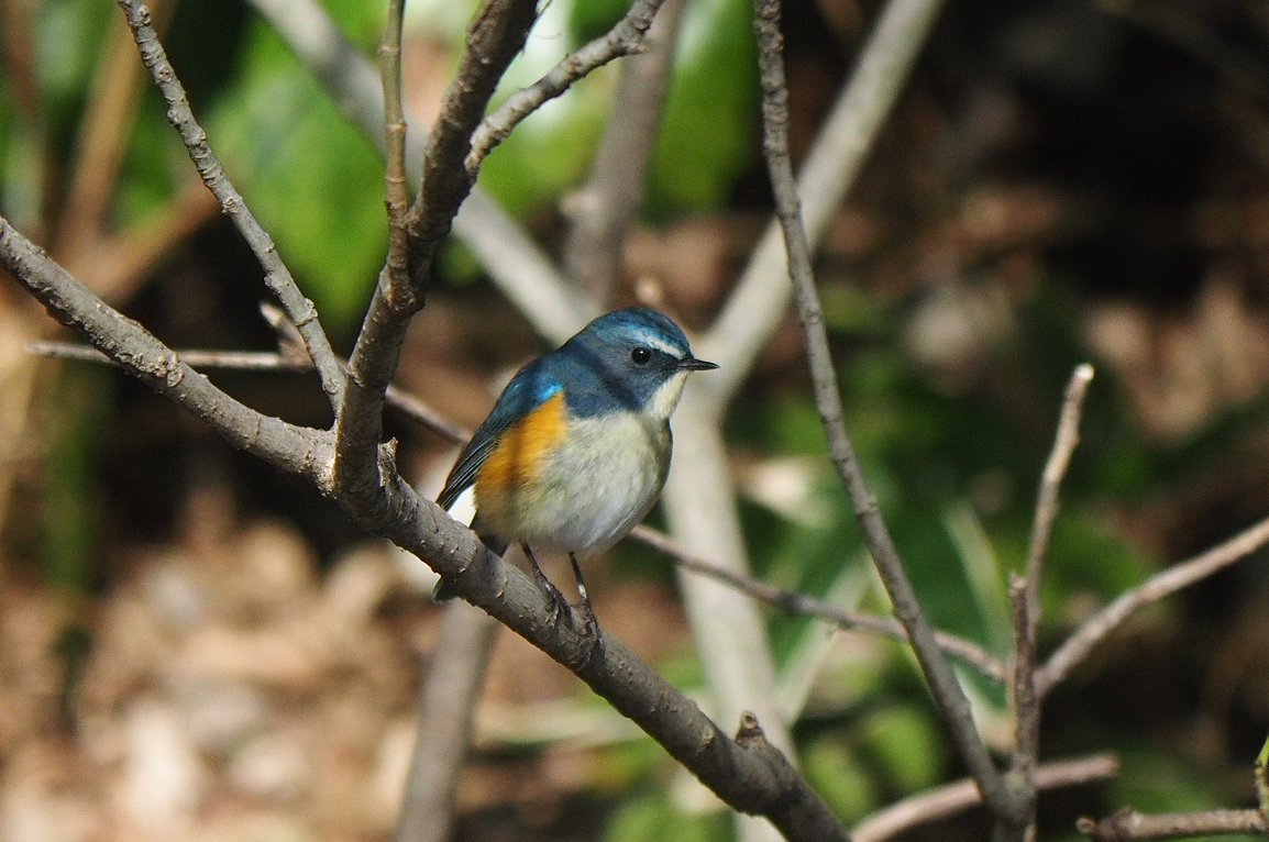 日高トモキチ@絵やら文やら写真やら tweet media