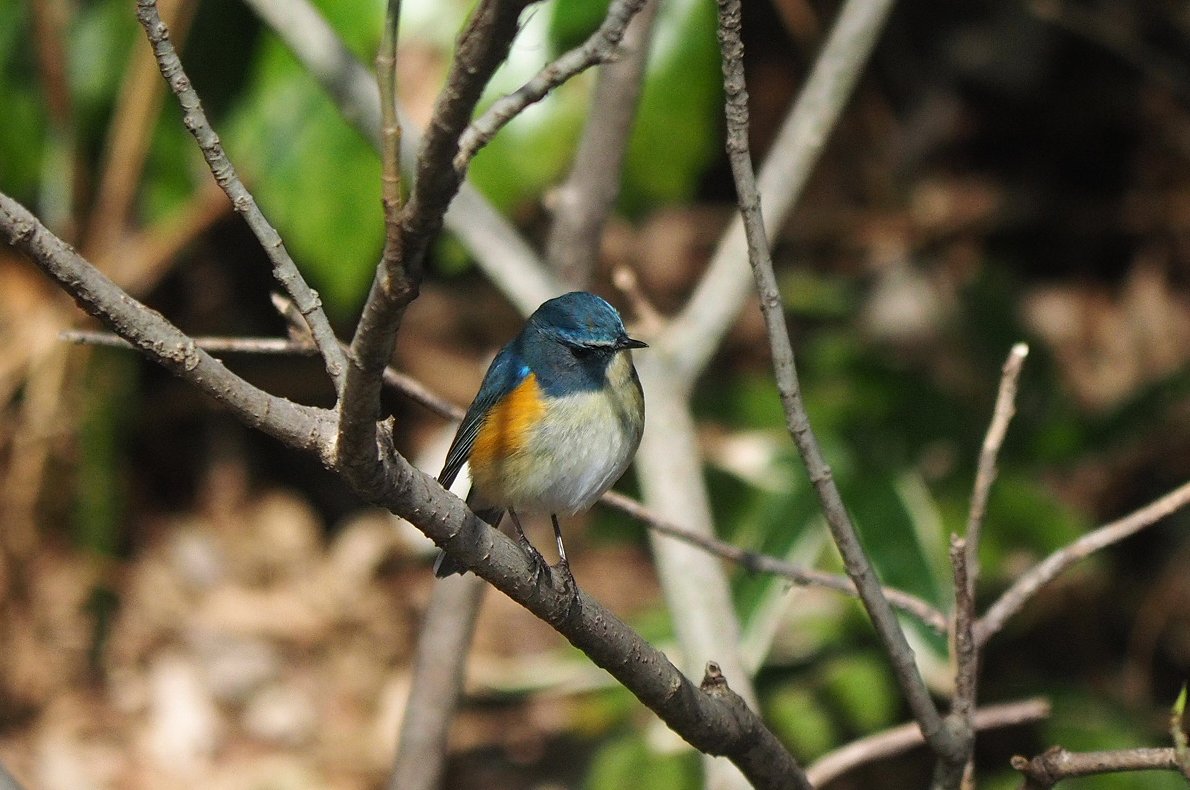 日高トモキチ@絵やら文やら写真やら tweet media