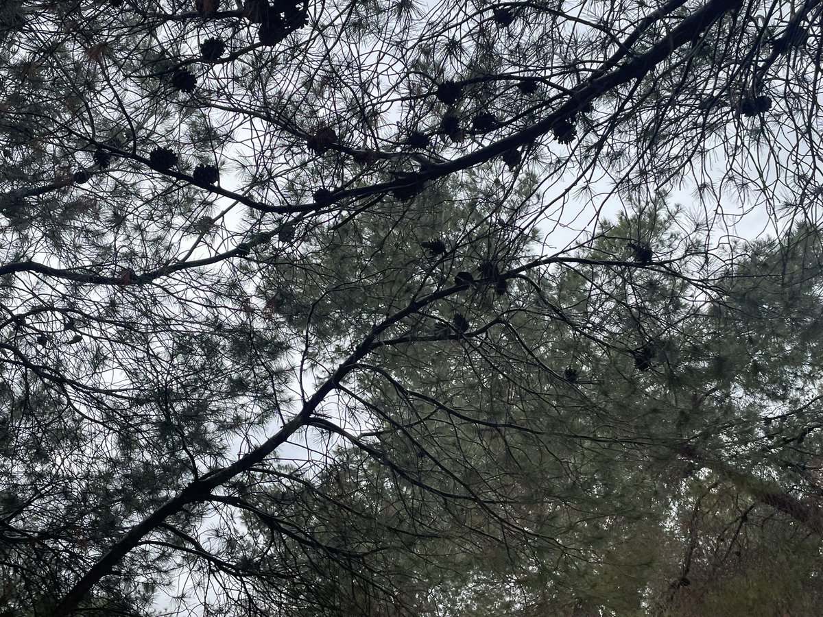 Sword🫖 tweet media