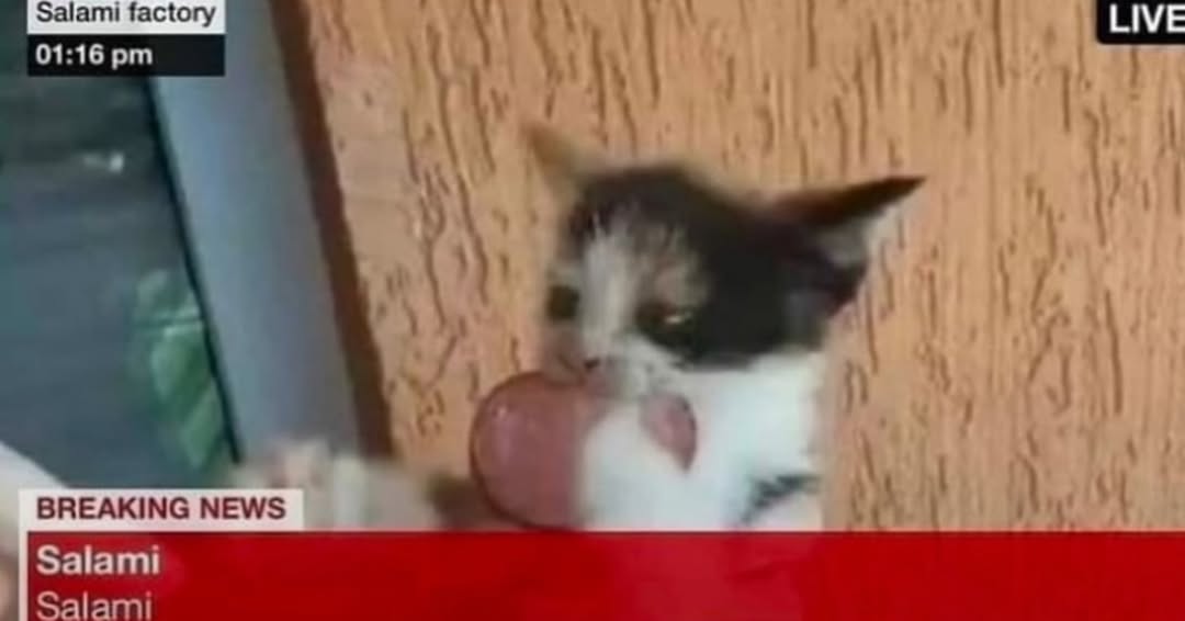 smol silly cat tweet media