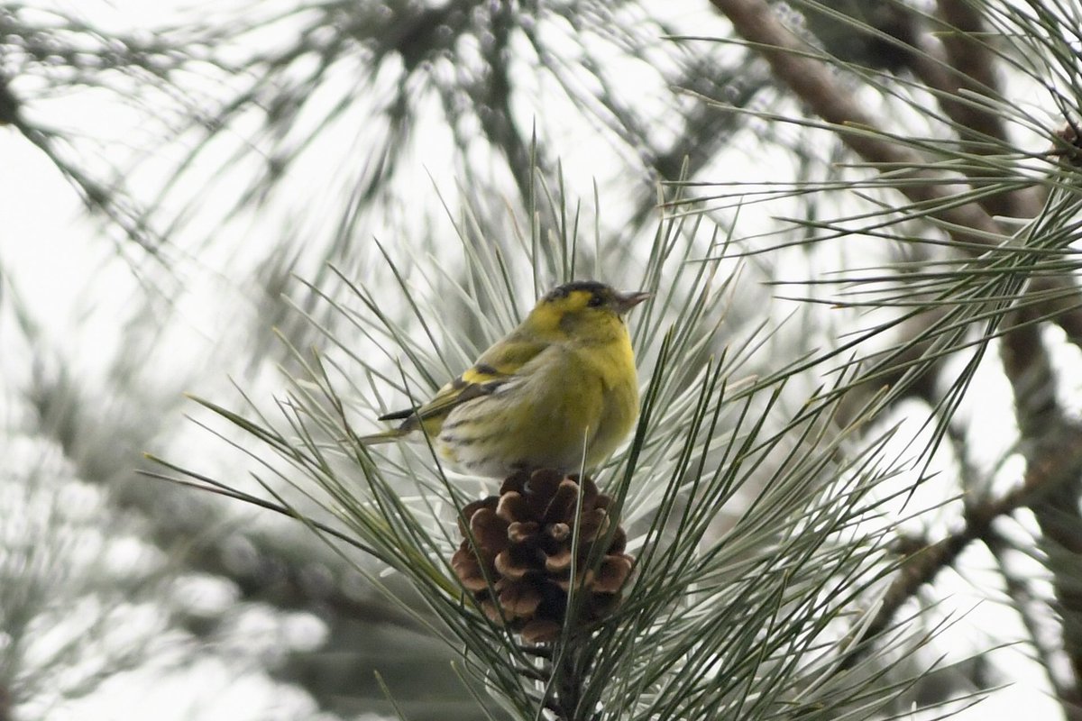 Phil Burnside tweet media