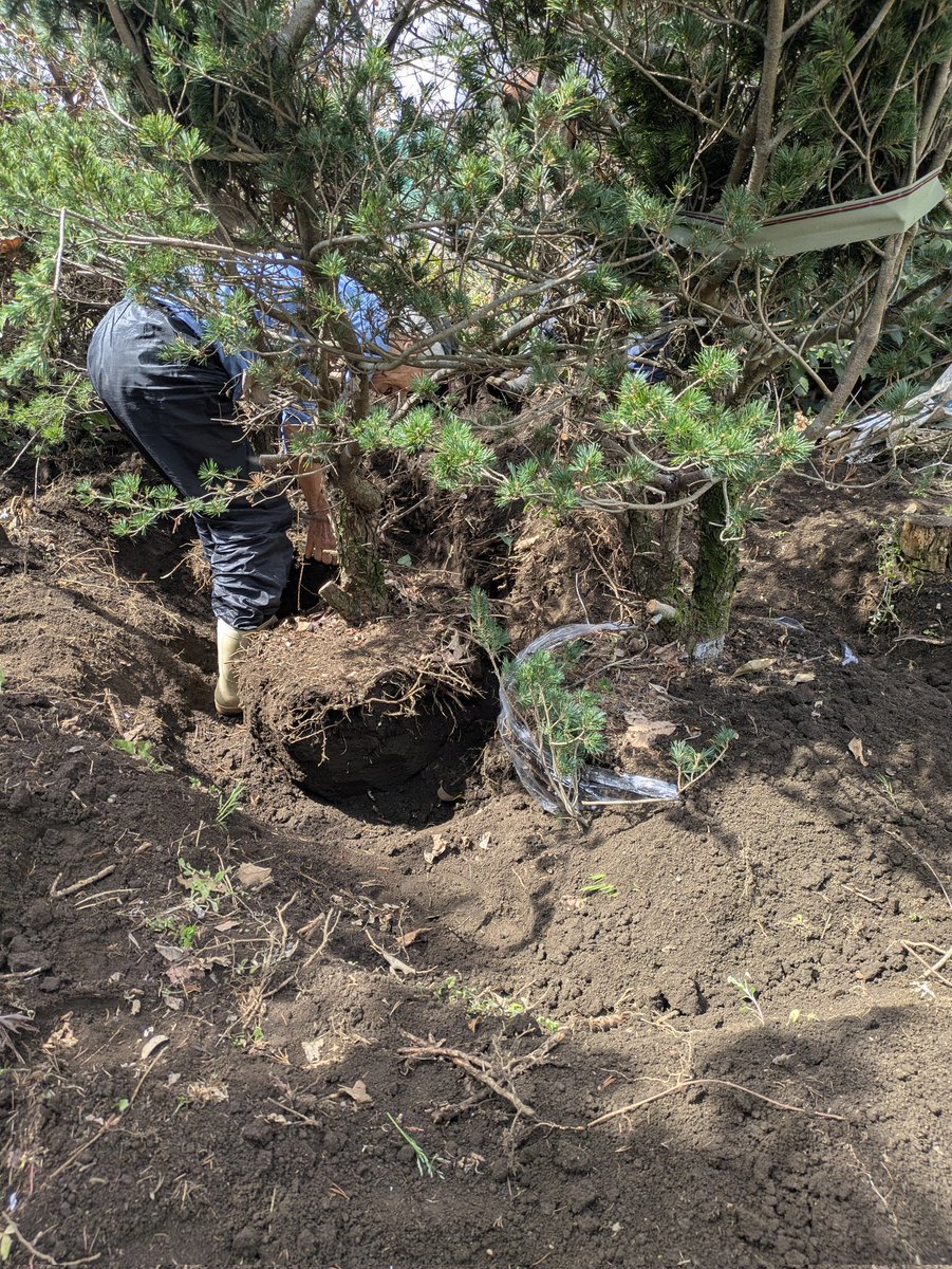 地植された瑞祥の植替え準備中。地植えの瑞祥は、1980年に挿木された瑞祥です。