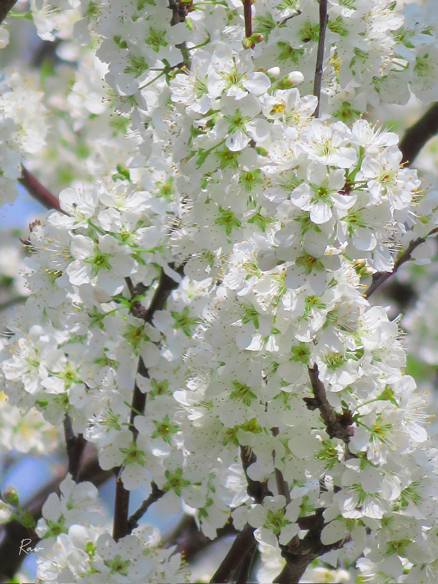 Raw(週1回金曜日投稿) tweet media