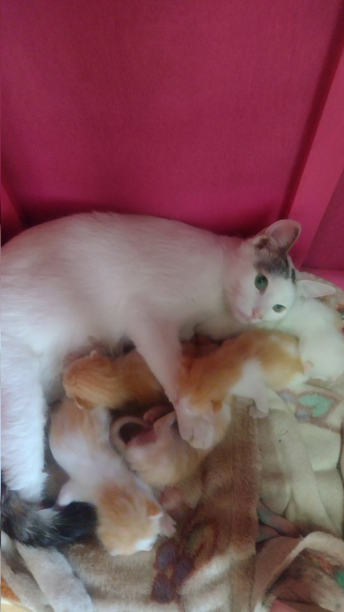 Gari Brad tweet media