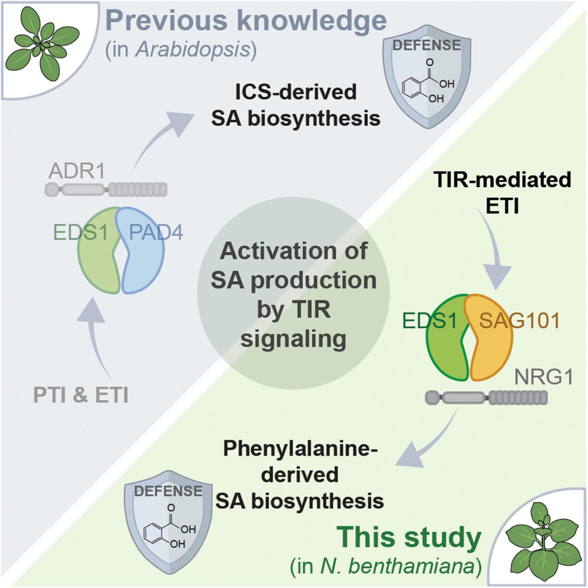 JIPBio's tweet image. 🛡️Xu et al. reveal a striking #evolutionary divergence in the regulatory mechanisms of salicylic acid #biosynthesis between N. benthamiana and #Arabidopsis.
⬇️Get a free sneak peek at this new work right here!
⚔️doi.org/10.1111/jipb.7… @WileyLifeSci #PlantScience #CropSci #JIPB