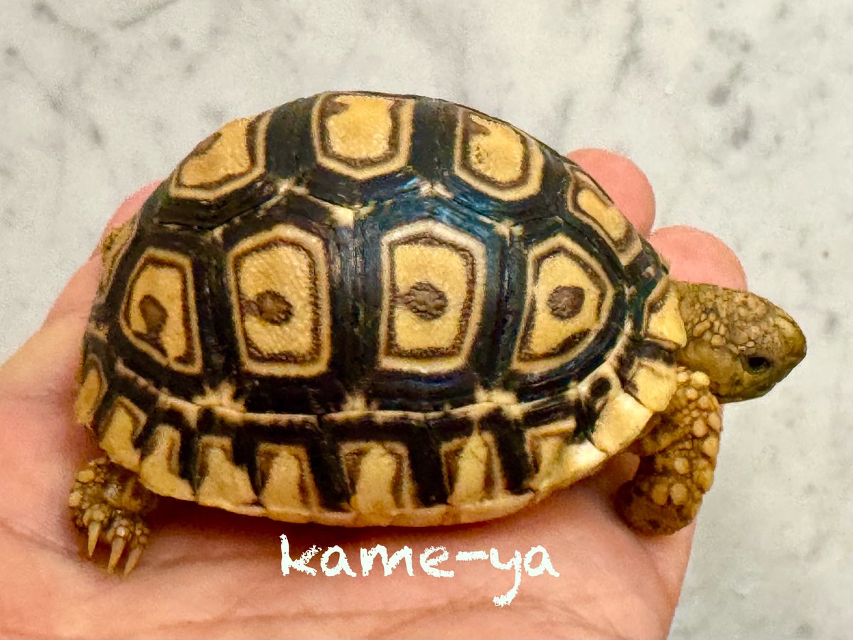 kame-yaナオ tweet media