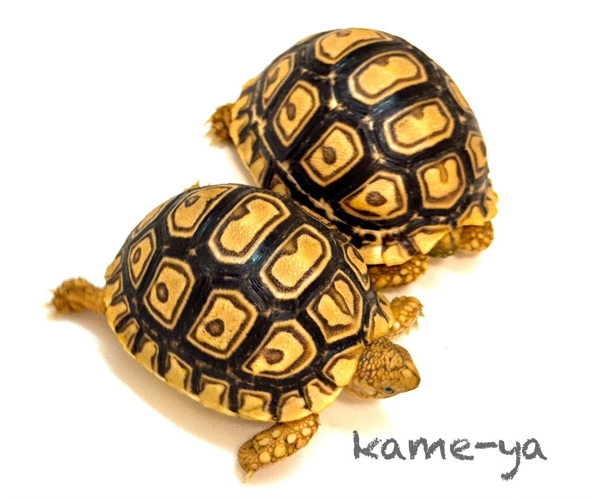 kame-yaナオ tweet media