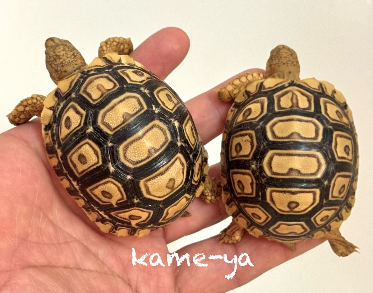 kame-yaナオ tweet media