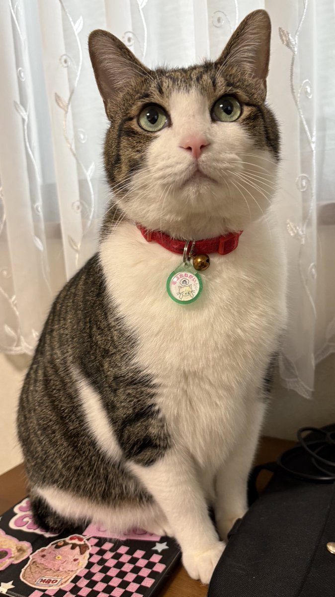 とこも tweet media