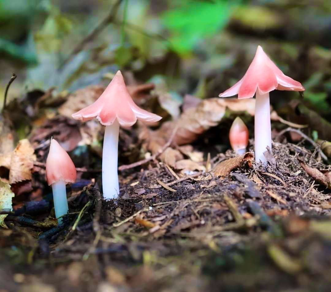 Bluebell Raven tweet media