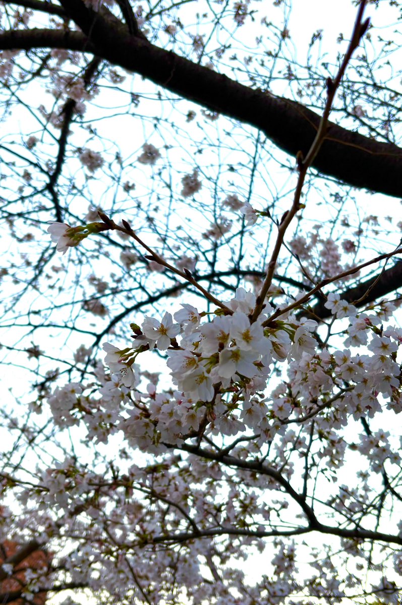 おはようございます❣️
あっという間に3月も下旬✨
毎日桜を眺めながら過ごしております🥰
京都の桜もここ数日で一気に咲いてきましたよ〜🌸
今日も素敵な金曜日をお過ごしくださいね🌈⤴️