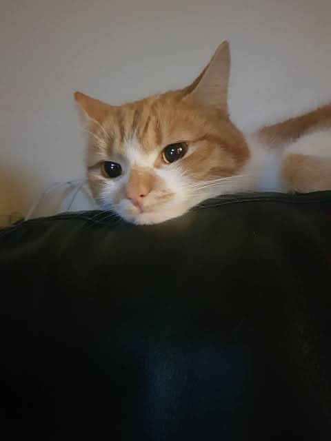 𝐋𝐮𝐦𝐨𝐬 tweet media