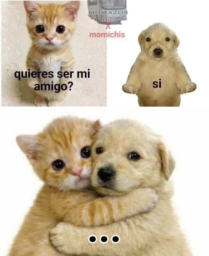 Maestre Mapaxito tweet media