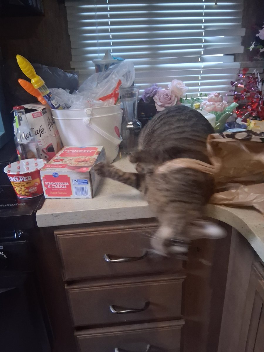 ç(⌒꒰ʋ ◞ ˔ ◟꒱ 𝇃𝇅 tweet media