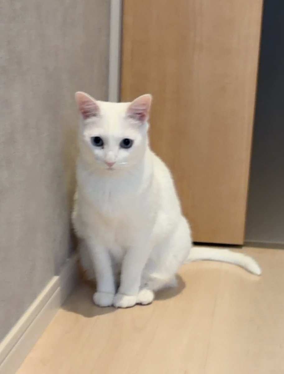 チャコママ tweet media