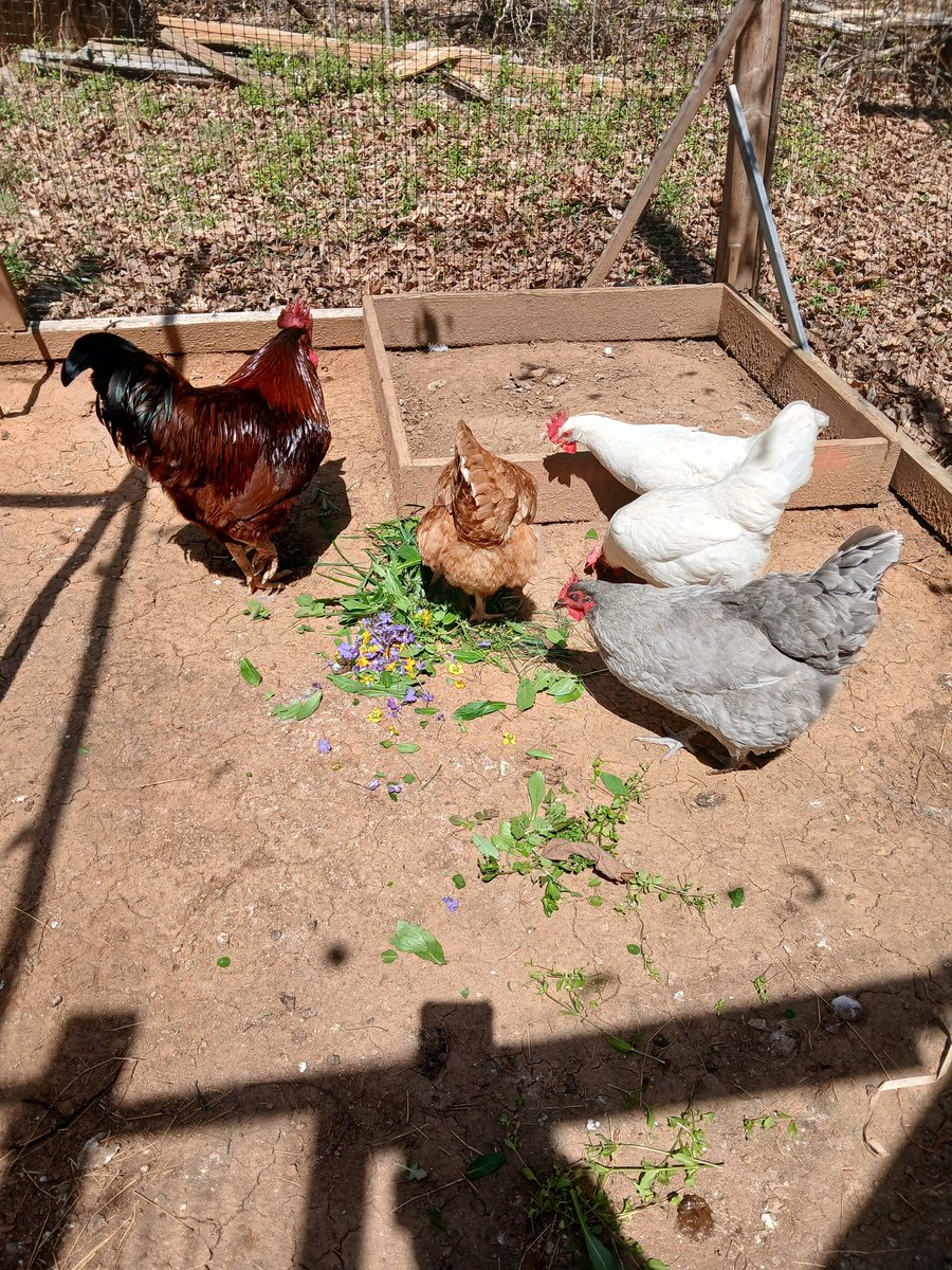 Fybregoth(Nylon Nymph) tweet media