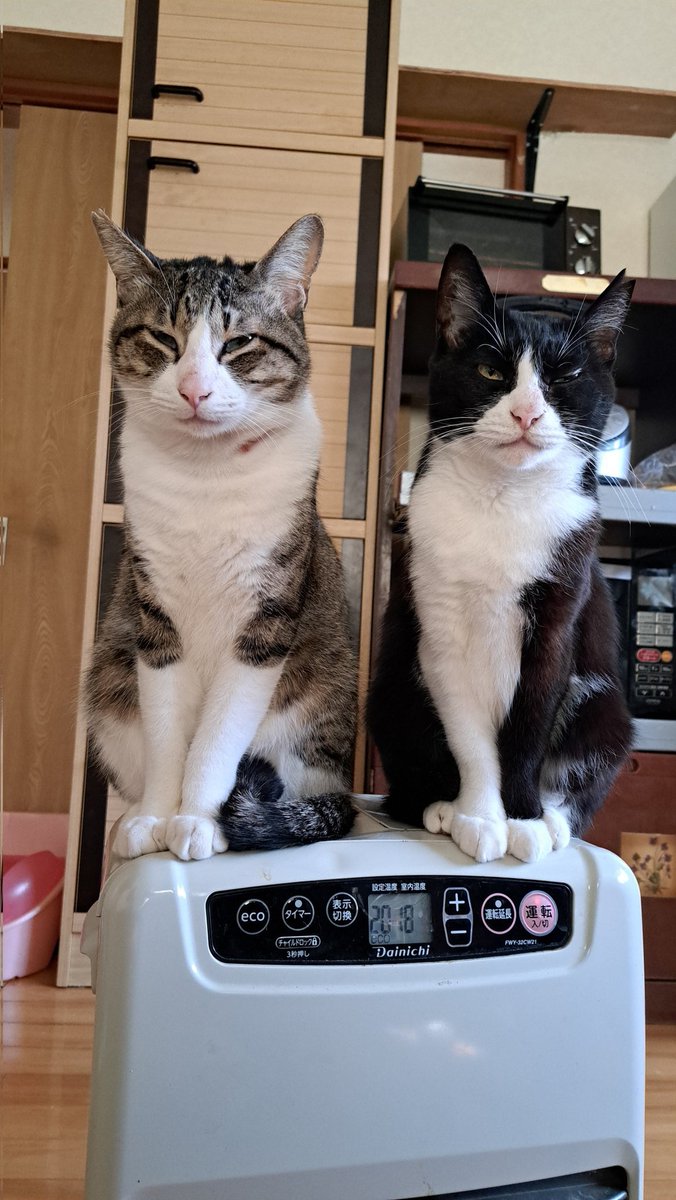 Enjyu1006's tweet photo. 朝はまだ寒い…
 #ねこ好き https://t.co/gDdVtjjSW6