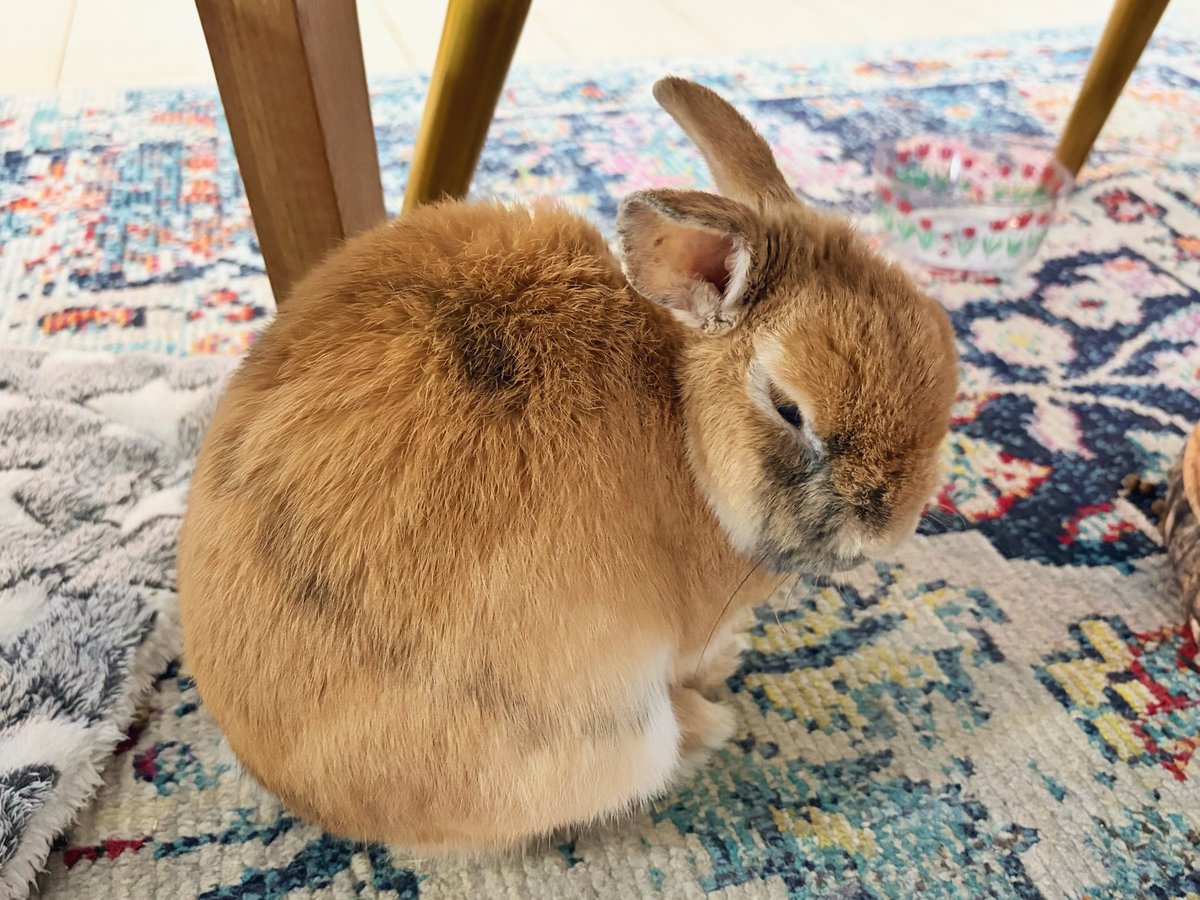 よっちぇく&きんむぎ tweet media