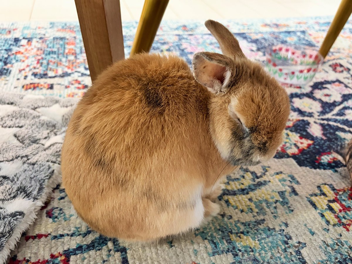 よっちぇく&きんむぎ tweet media