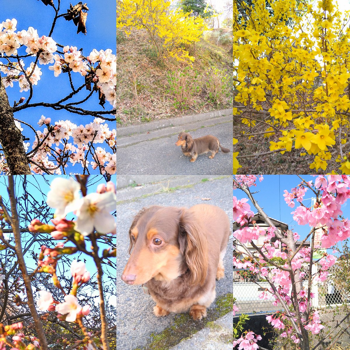 レン再び🐶 ※ユルユルお返事🙏 tweet media