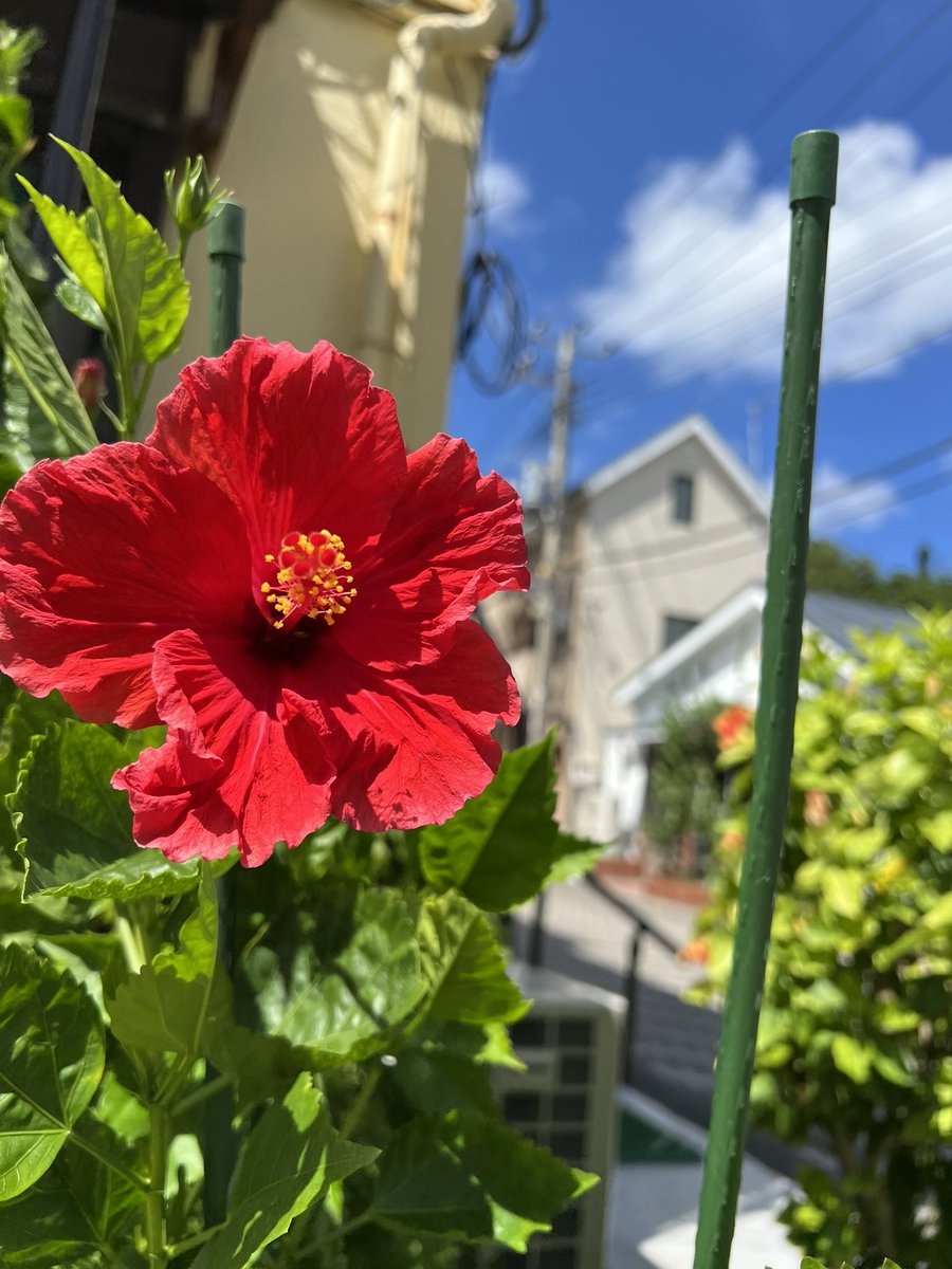 かーる 洸庵 tweet media