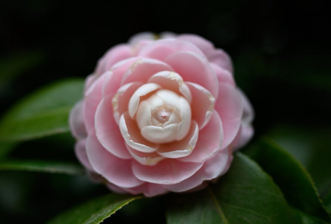 まる🍃 tweet media