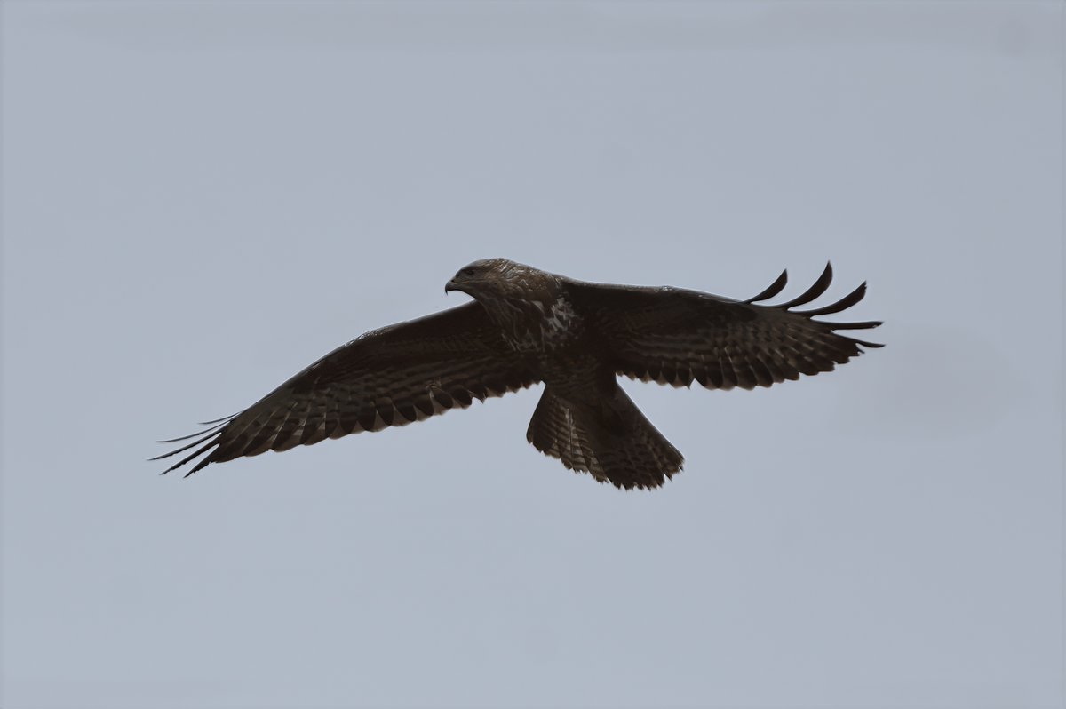 Phil Burnside tweet media