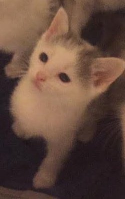 ★𝔨𝔞𝔨𝔶𝔬𝔦𝔫 (-10𝚕𝚋𝚜/-5𝚔𝚐)★ tweet media