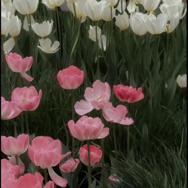 Purely Green tweet media