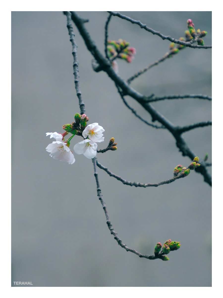 TERAHAL🐱 tweet media